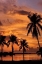 Picture of TROPICAL SUNSETS B