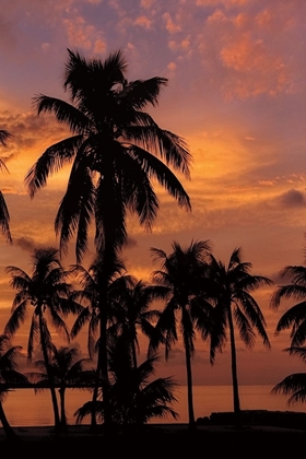 Picture of TROPICAL SUNSETS C