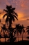 Picture of TROPICAL SUNSETS C