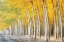 Picture of GOLD ALLEY