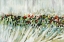 Picture of POPPY SWIRLS