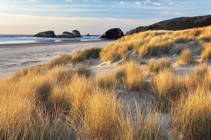 Picture of DUNE GRASS AND BEACH