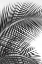 Picture of TROPICAL FAN