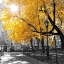 Picture of PARK PRETTY II