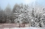 Picture of FROSTY MORNING