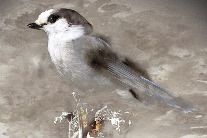 Picture of GREY JAY I