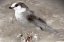 Picture of GREY JAY I