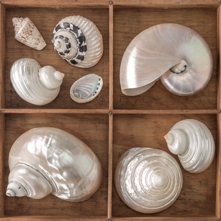 Picture of SEASHELLS TREASURES I