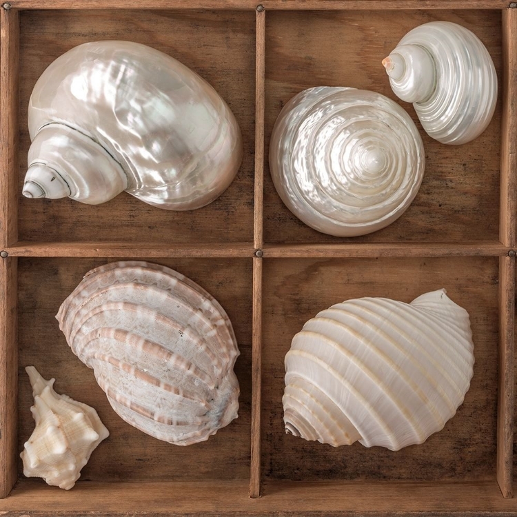 Picture of SEASHELLS TREASURES II