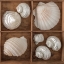 Picture of SEASHELLS TREASURES III