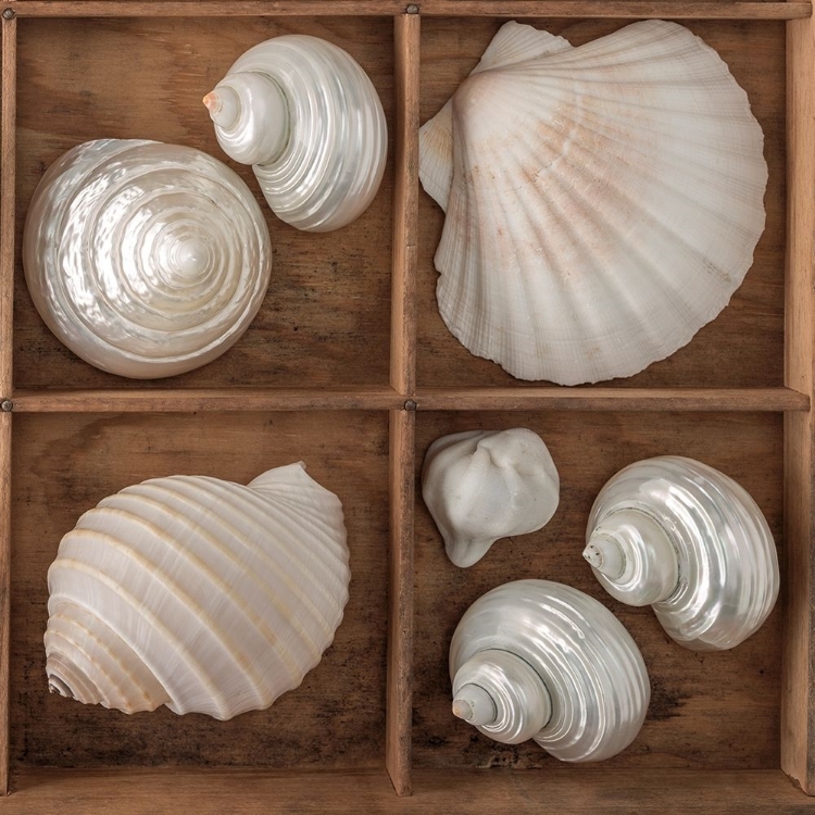 Picture of SEASHELLS TREASURES III