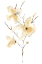 Picture of MORNING GLORY I