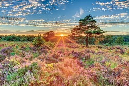 Picture of HEATHLAND SUNSET