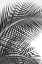 Picture of TROPICAL FAN
