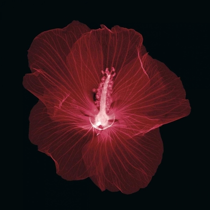 Picture of HIBISCUS