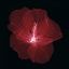 Picture of HIBISCUS