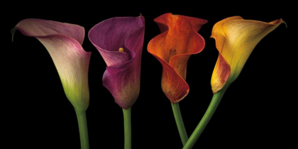 Picture of JEWEL CALLA LILIES