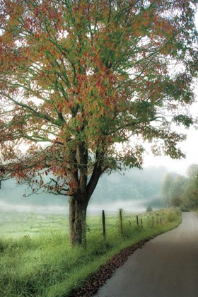 Picture of ALMOST AUTUMN