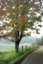 Picture of ALMOST AUTUMN