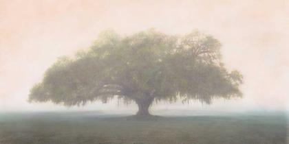 Picture of OAK IN THE FOG