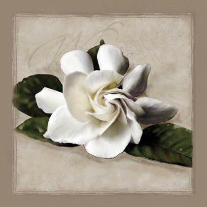 Picture of BOTANICAL GARDENIA