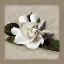 Picture of BOTANICAL GARDENIA