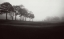 Picture of FOG TREE STUDY III