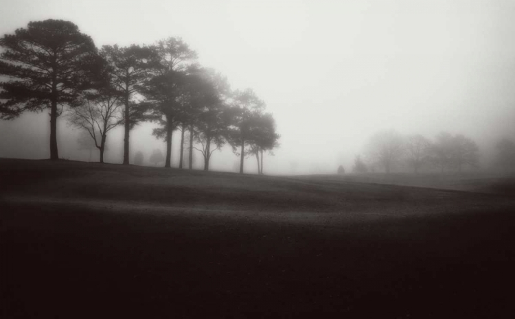 Picture of FOG TREE STUDY III