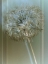 Picture of FLAURA I