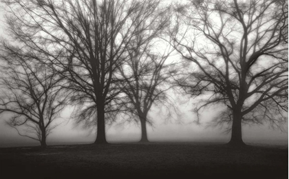 Picture of FOG TREE STUDY IV