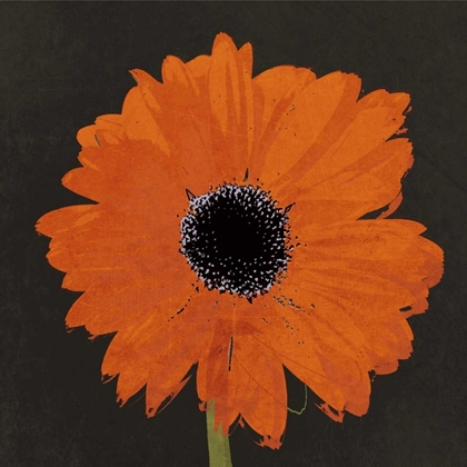 Picture of MIDNIGHT GERBERA I