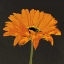 Picture of MIDNIGHT GERBERA II