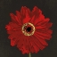 Picture of MIDNIGHT GERBERA III