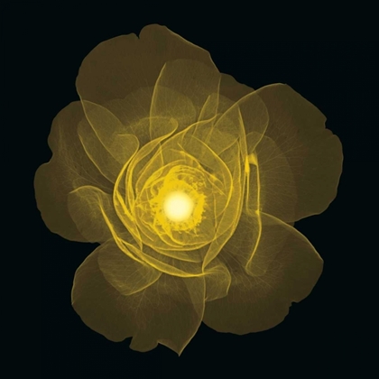 Picture of ROSE