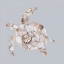 Picture of SEA TURTLE