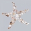 Picture of STARFISH