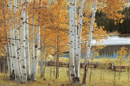 Picture of BIRCH BEAUTY