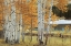 Picture of BIRCH BEAUTY