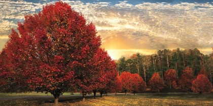 Picture of CRIMSON TREES