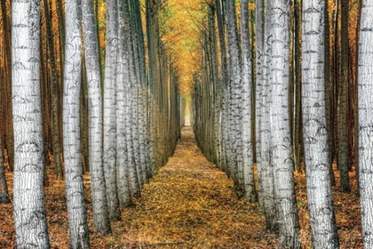 Picture of TREE FARM