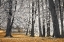 Picture of AUTUMN TRESS AND LEAVES