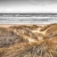 Picture of BEACH DUNES