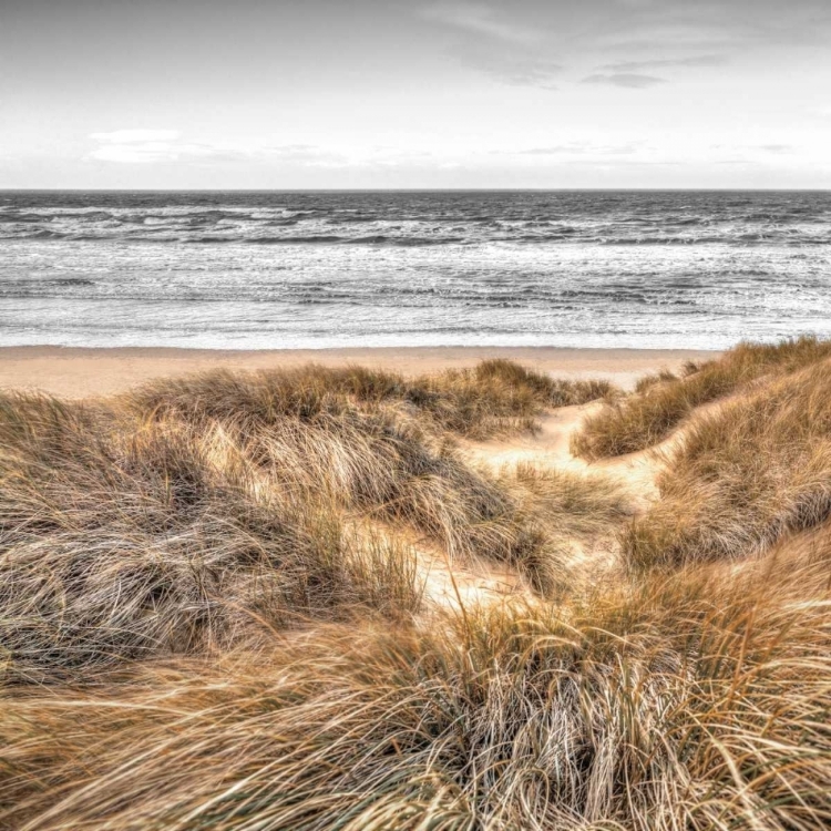 Picture of BEACH DUNES