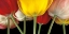 Picture of SUNSHINE TULIPS