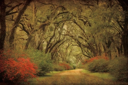 Picture of ROAD LINED WITH OAKS AND FLOWERS 