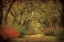 Picture of ROAD LINED WITH OAKS AND FLOWERS 