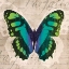 Picture of BUTTERFLIES II