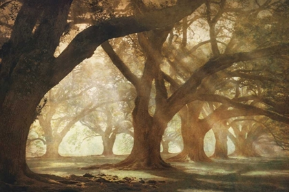 Picture of OAK ALLEY MORNING LIGHT