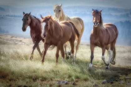 Picture of MORNING STROLL