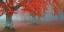 Picture of ARBOLES ROJOS